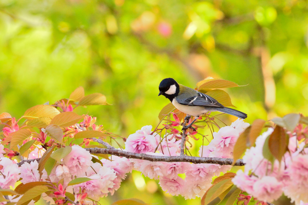 シジュウカラと八重桜  -童話の世界より-