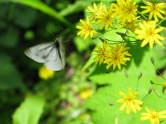蝶と花