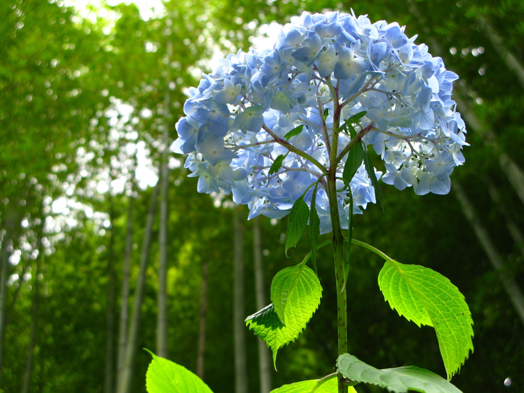 想いでの紫陽花