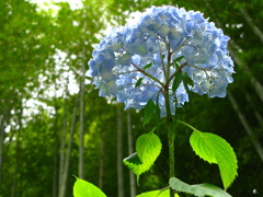 想いでの紫陽花