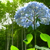 想いでの紫陽花