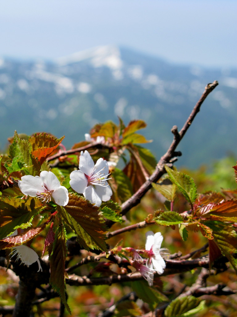 八甲田の桜