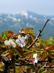 八甲田の桜