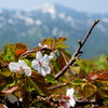八甲田の桜