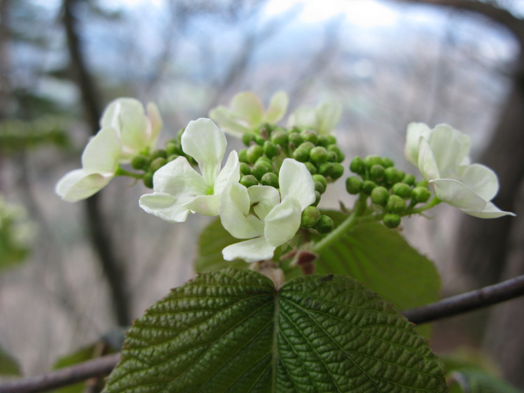 紫陽花ですか・・・？