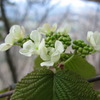 紫陽花ですか・・・？