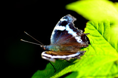 瑠璃色の蝶