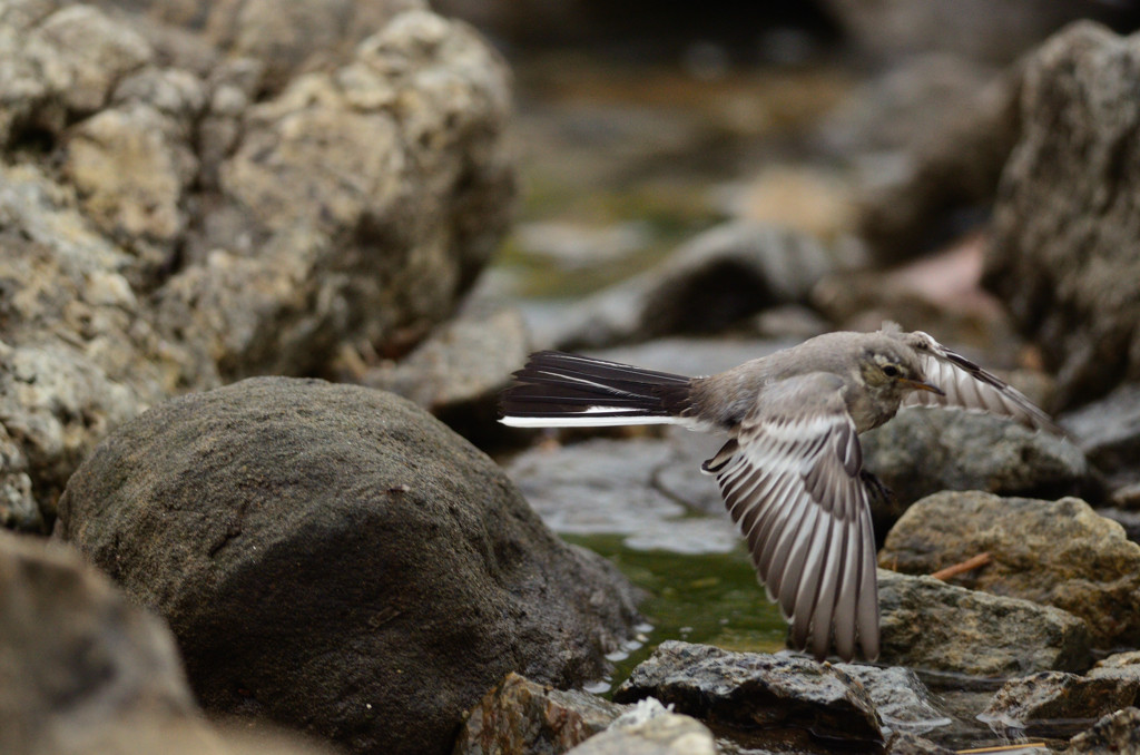 幼鳥から成鳥へ