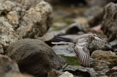 幼鳥から成鳥へ