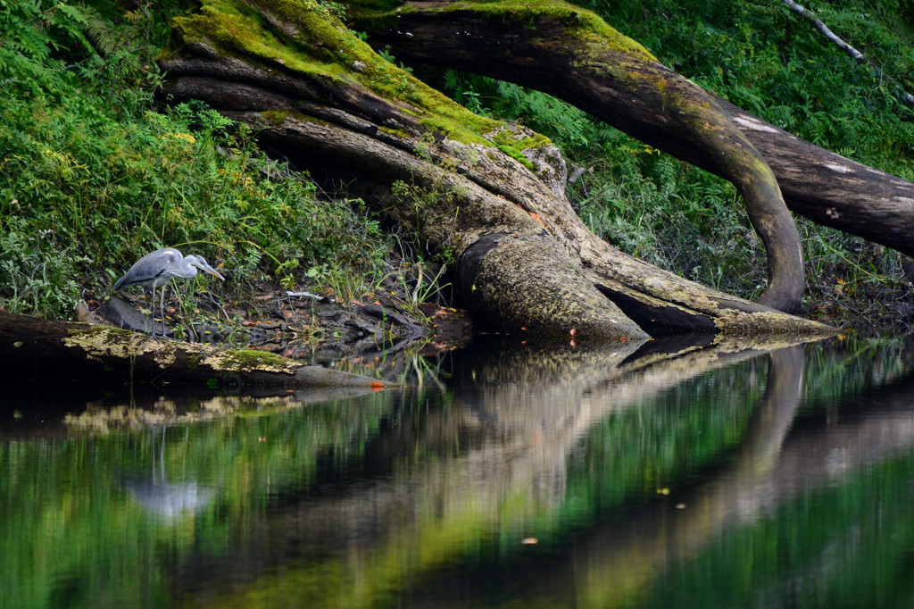 鷺のいる風景