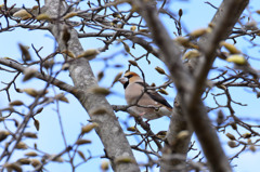 孤高の鳥 -シメ-