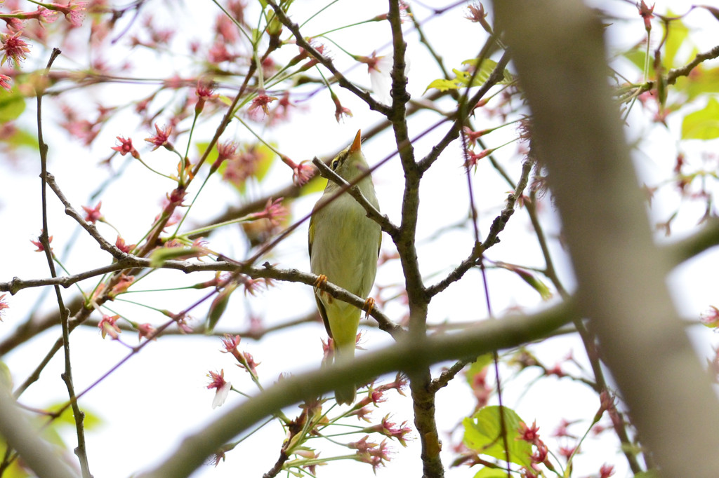 名残桜