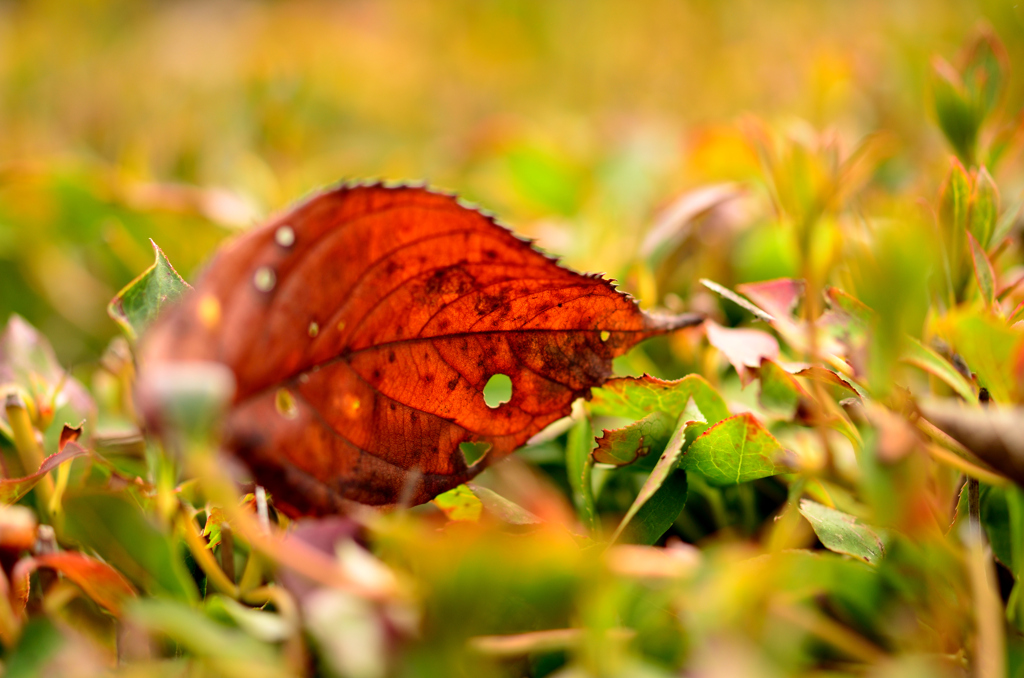 fall
