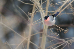 鳥はじめ 2015②