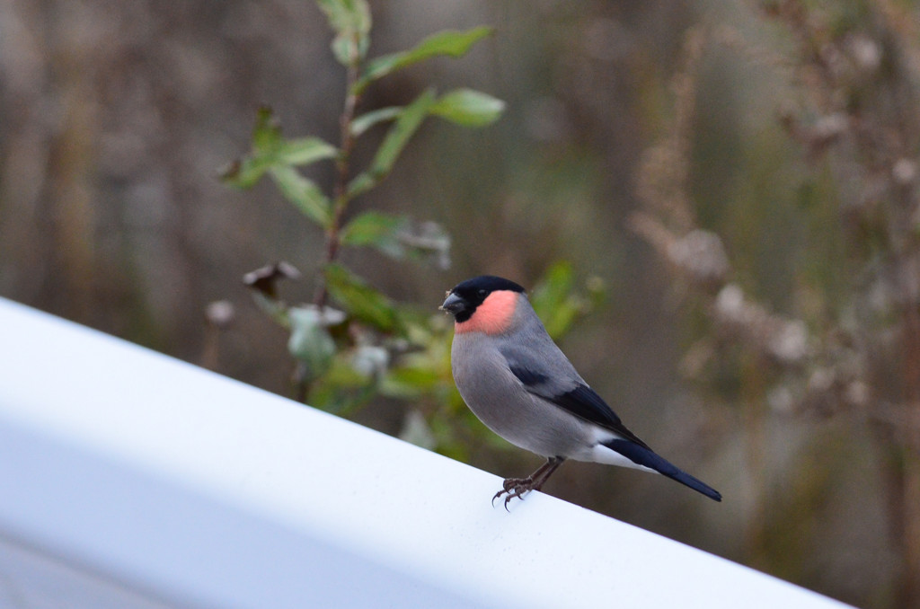ウソ②（ウソとガードレール）