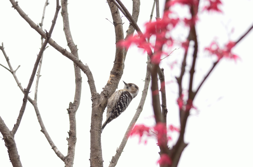 春のコゲラ