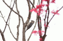 春のコゲラ
