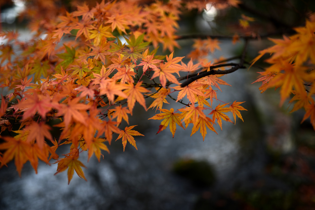 上賀茂の秋