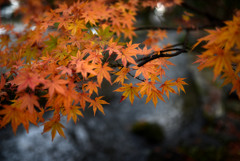 上賀茂の秋