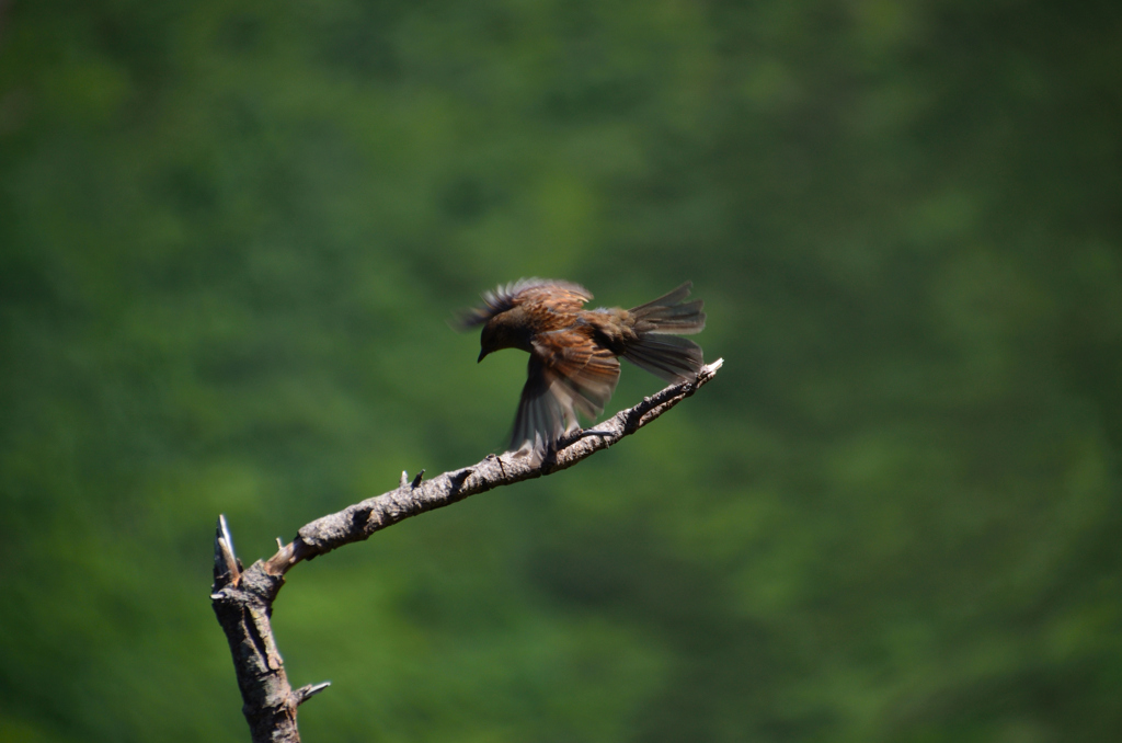 八甲田山、謎の鳥（結果報告）