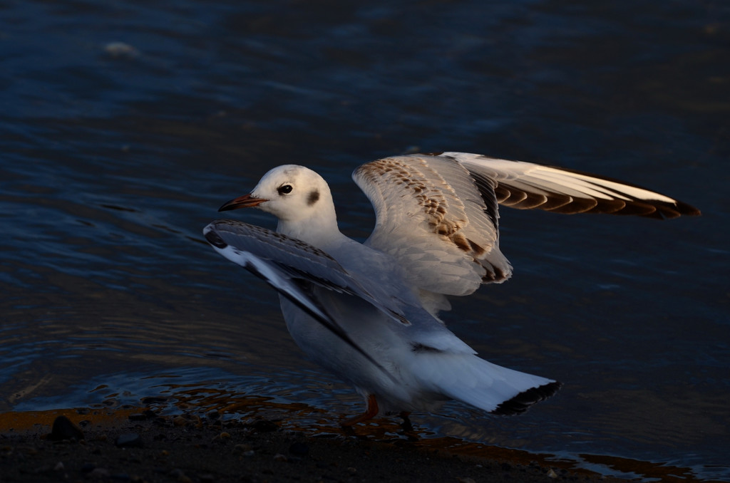 美しすぎるユリカモメ