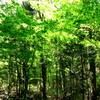 新緑