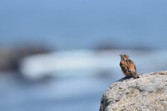 ピカチュウ、海での撮影会