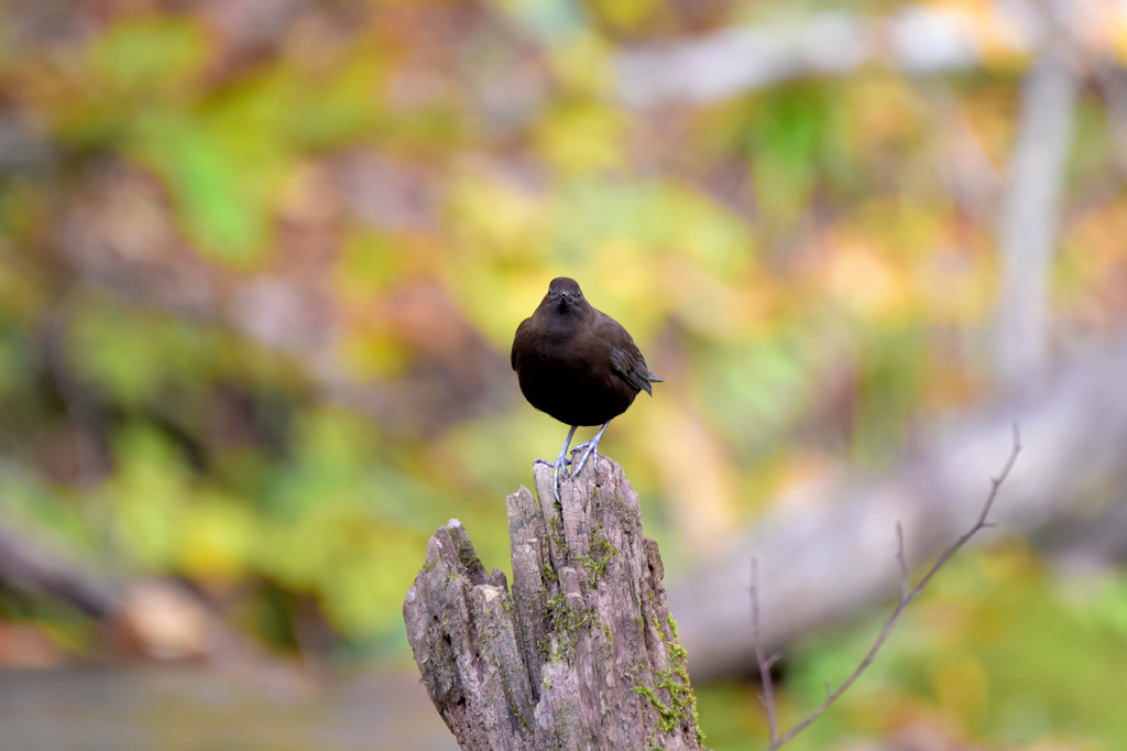 カワガラスと紅葉狩り