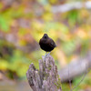 カワガラスと紅葉狩り