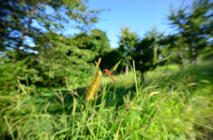 超広角で赤とんぼ
