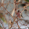 鳥はじめ 2015④