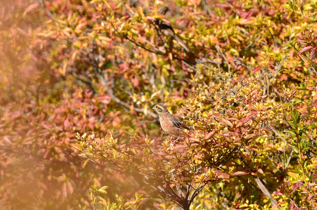 紅葉狩り