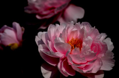 暗黒の世界に咲く花