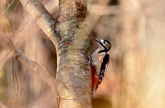 森に棲む赤啄木鳥