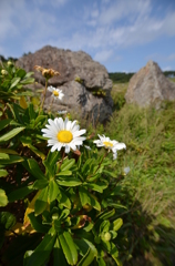 ハマギク（海岸に生きる花）①