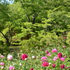 新緑の中で咲く牡丹