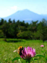 花とはちと岩手山