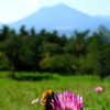 花とはちと岩手山