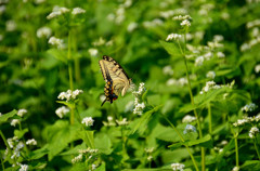 蝶と蕎麦の花