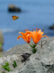 海岸に咲く花。そして海岸を舞う蝶（海岸に生きる花）⑨