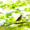 初夏　新緑を楽しむ