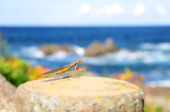 海を眺めるカマキリ