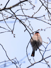 桜の樹にぶらさがる実･･･ウソ