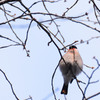桜の樹にぶらさがる実･･･ウソ