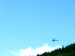 トンボと青空