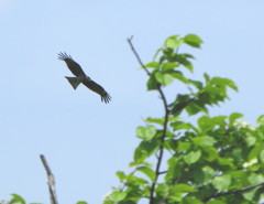 鳥。by G9にて