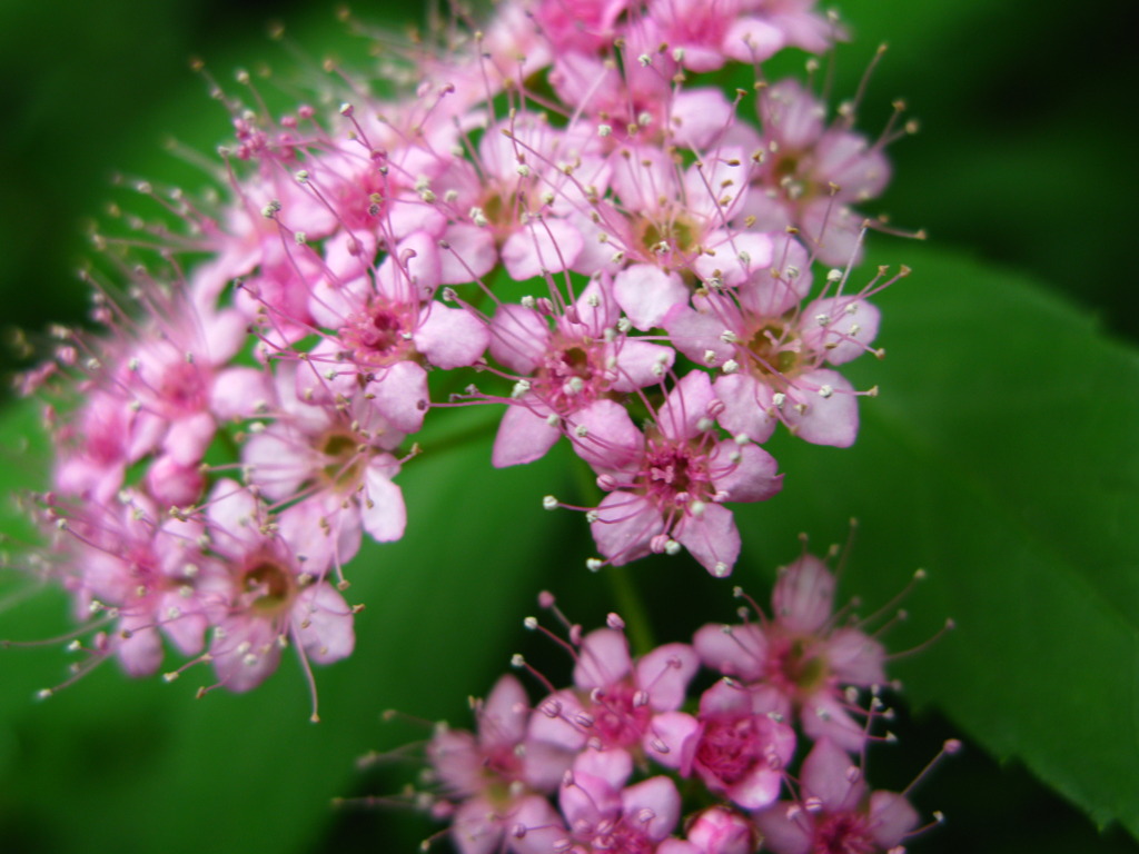 鎌倉の花