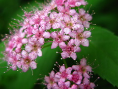 鎌倉の花