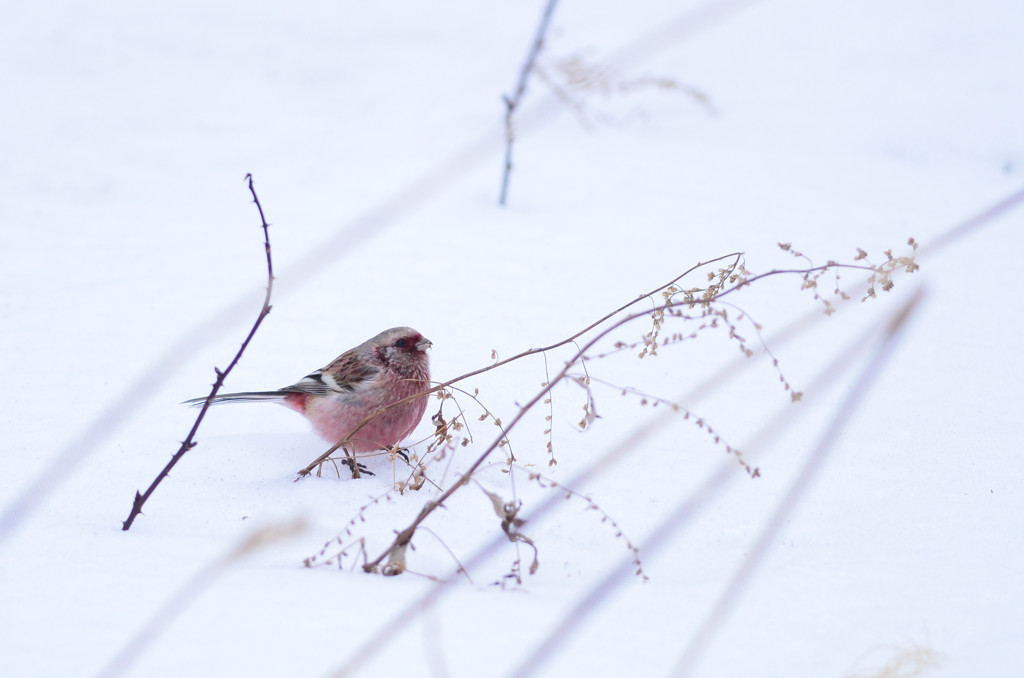 雪の世界に舞い降りた紅の鳥