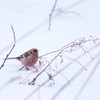雪の世界に舞い降りた紅の鳥
